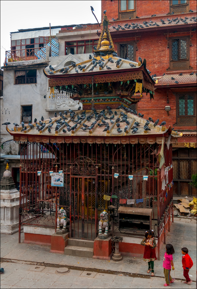Голуби в первый день ныкались по крышам. 