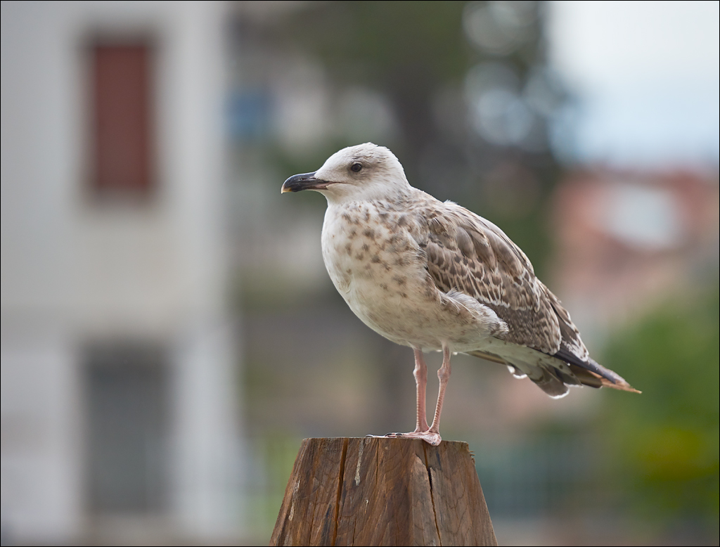 Venice 2017 012012