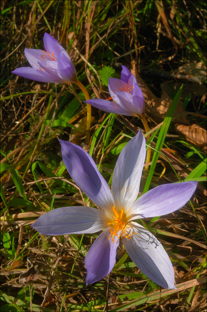 Crimea 20060916 129