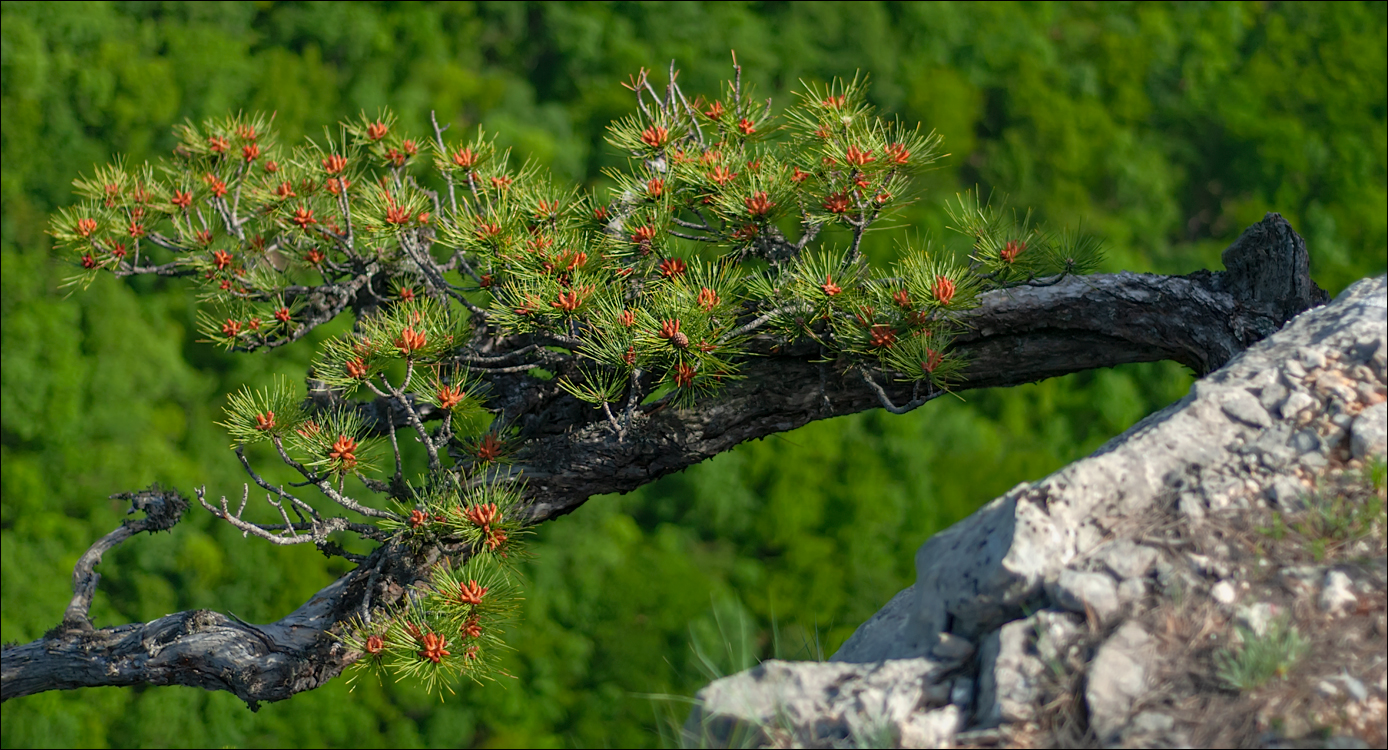 Crimea 20080517 168