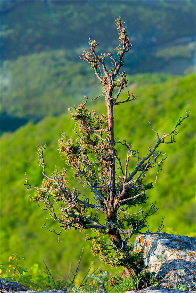 Crimea 20090509 196
