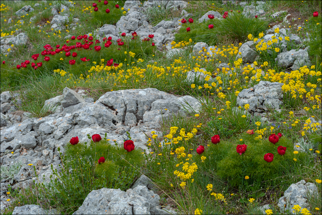 Crimea 20090509 313