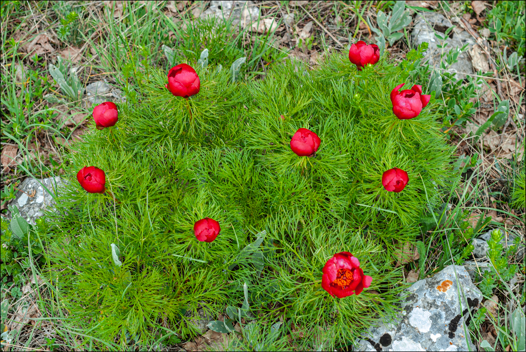 Crimea 20090509 324