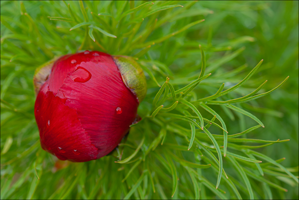 Crimea 20100508 173