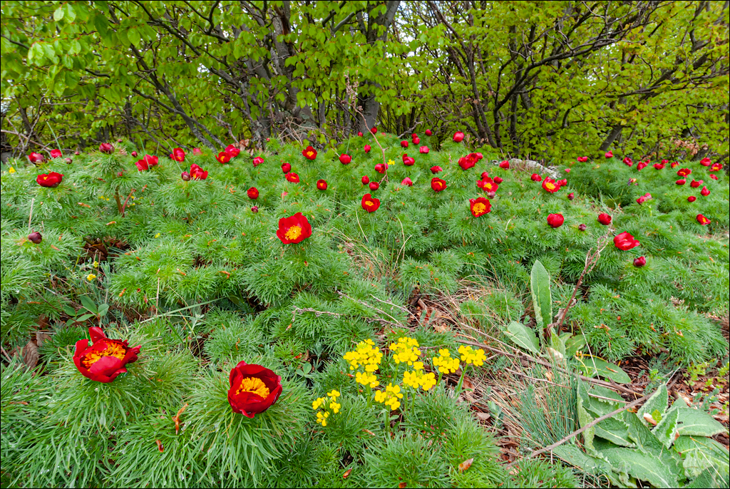 Crimea 20100508 192
