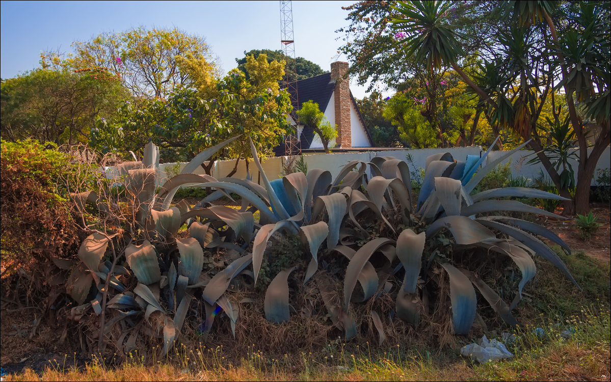 Zambia Aug2015 019