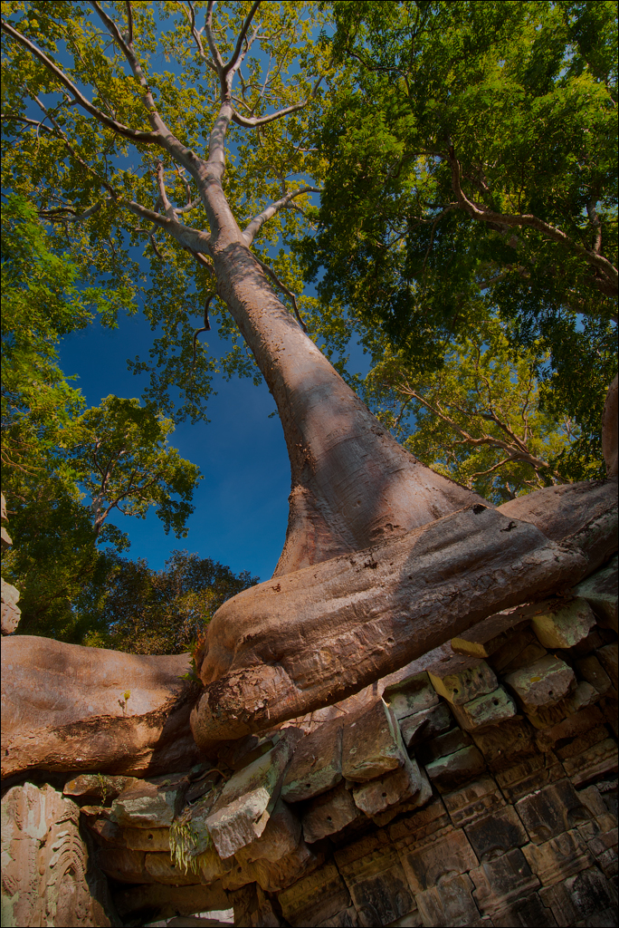 Ta Prohm Nov2009 064