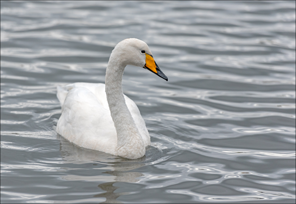 Reykjavik2 04012020 216