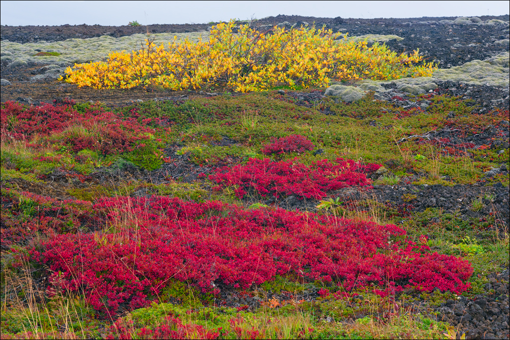 RaudholarCalgahraun 2023 106