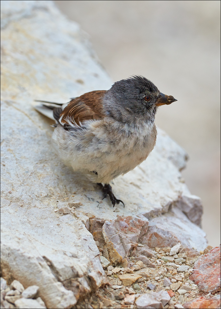 Dolomites 2017 3 116116