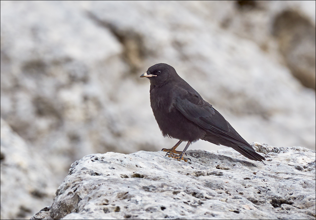 Dolomites 2017 4 145145