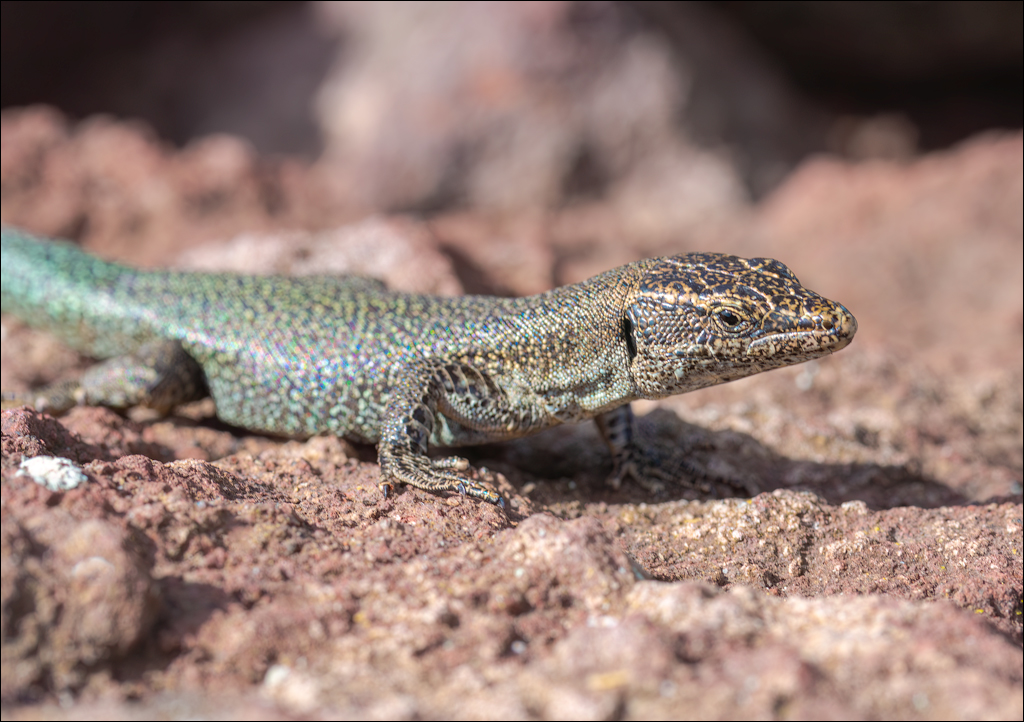 Madeira 24dec2024 08jan2025 151 00