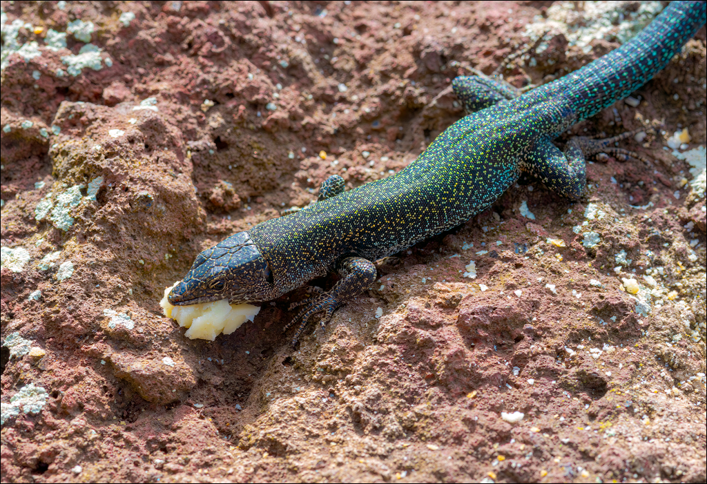 Madeira 24dec2024 08jan2025 154 00