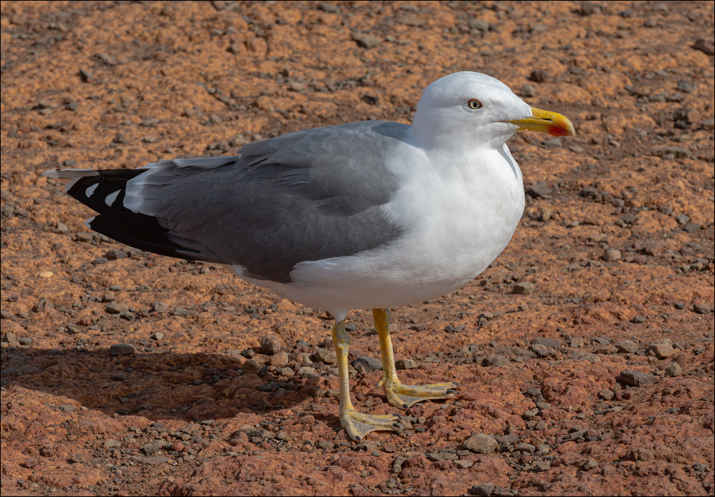 Madeira 24dec2024 08jan2025 167 00