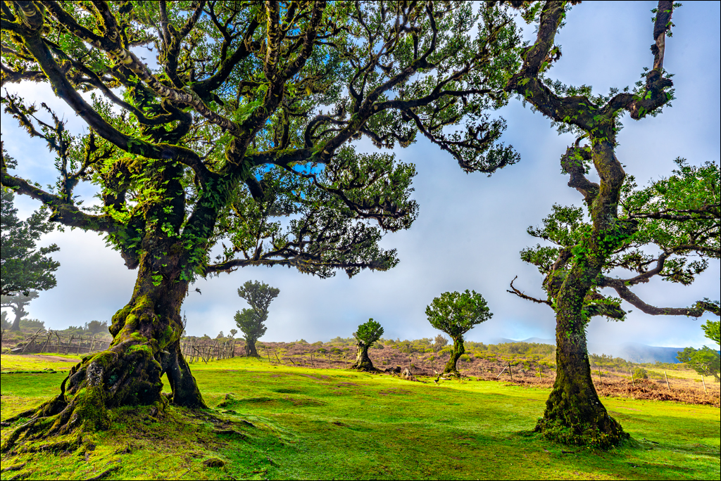 Madeira 24dec2024 08jan2025 106 00