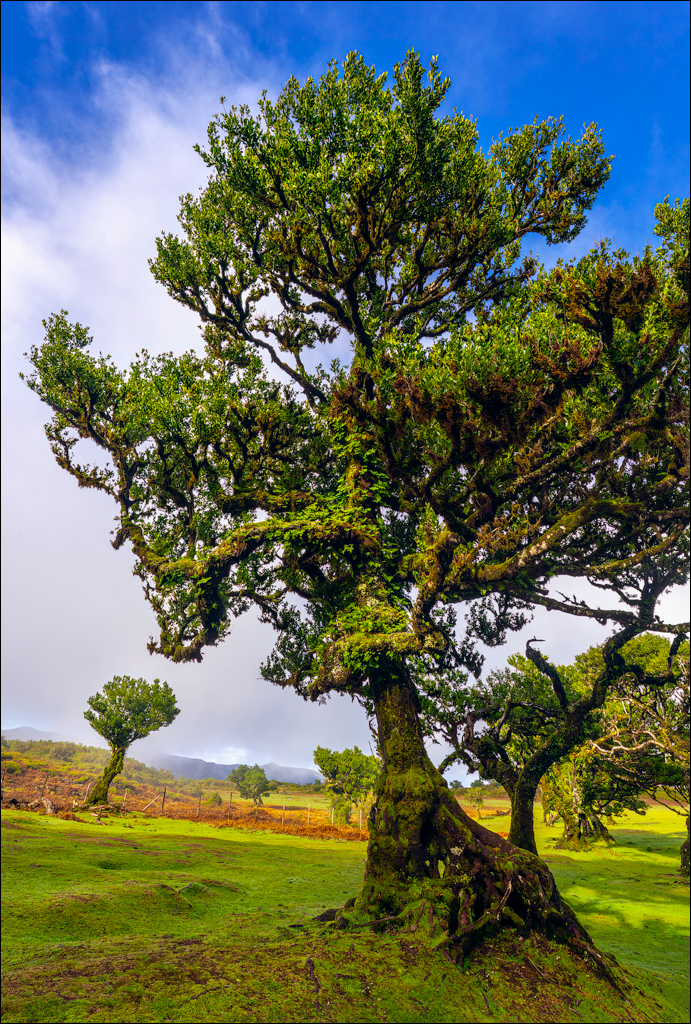 Madeira 24dec2024 08jan2025 109 00