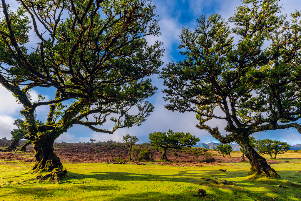 Madeira 24dec2024 08jan2025 113 00
