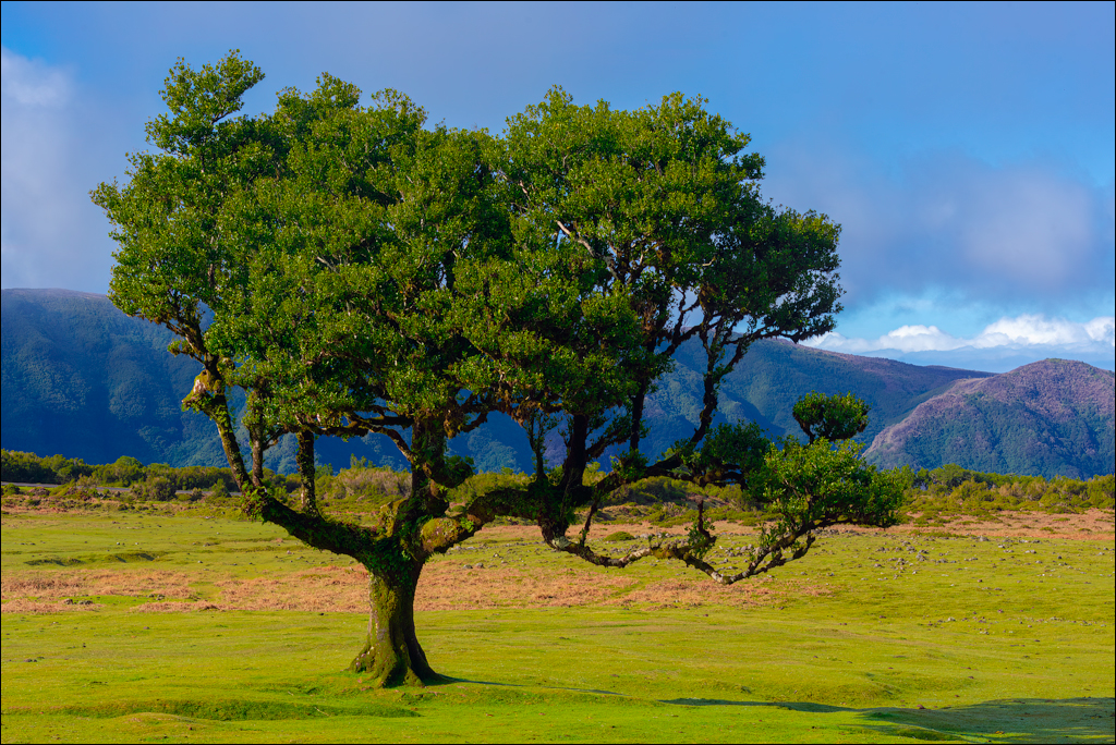 Madeira 24dec2024 08jan2025 117 00