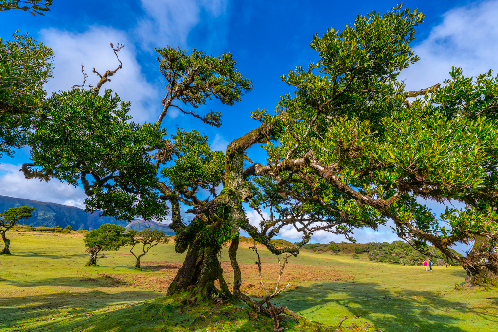 Madeira 24dec2024 08jan2025 134 00