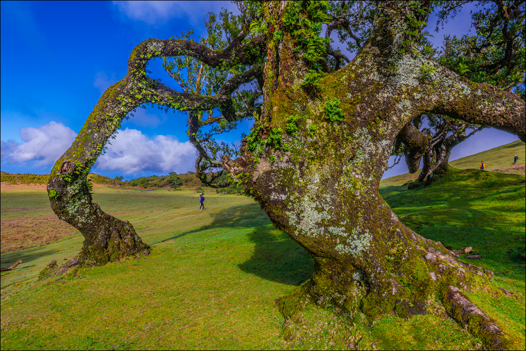 Madeira 24dec2024 08jan2025 139 00