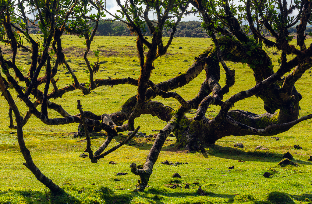 Madeira 24dec2024 08jan2025 145 00