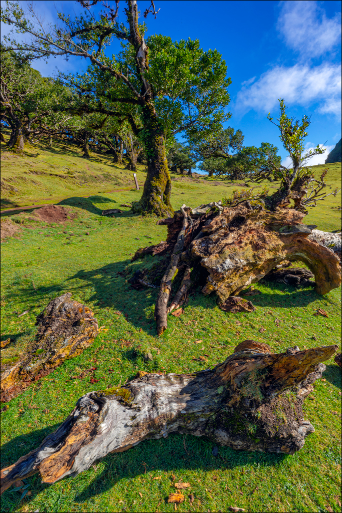 Madeira 24dec2024 08jan2025 146 00