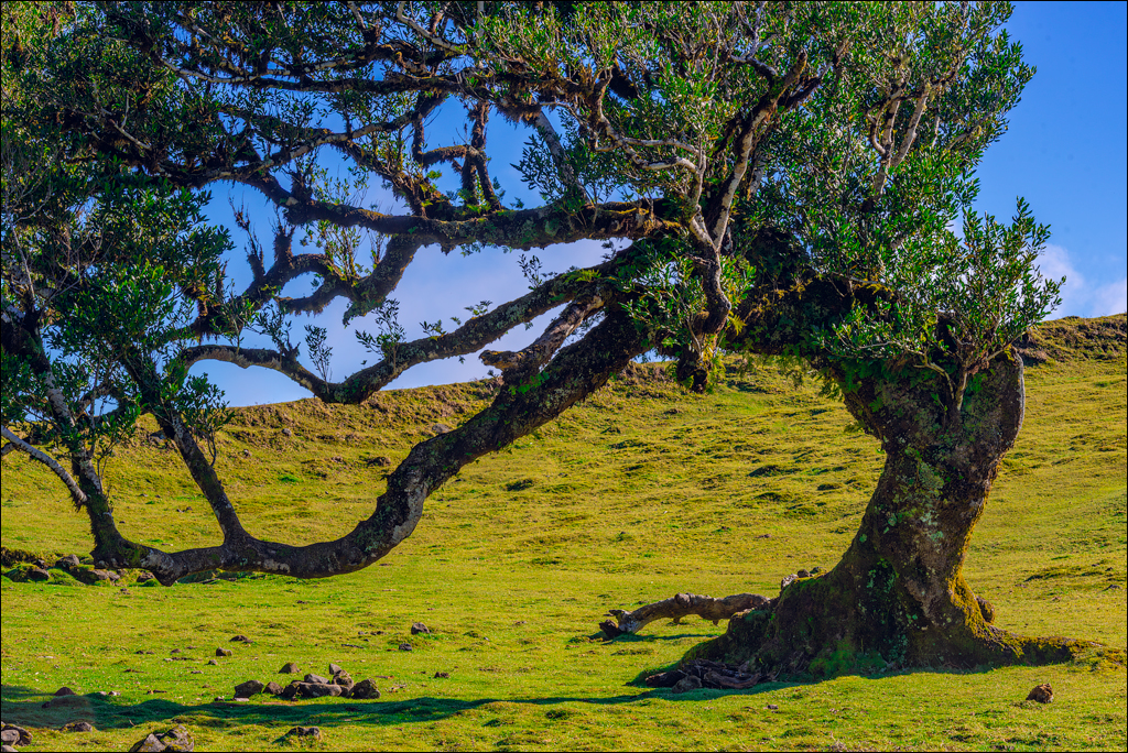 Madeira 24dec2024 08jan2025 147 00