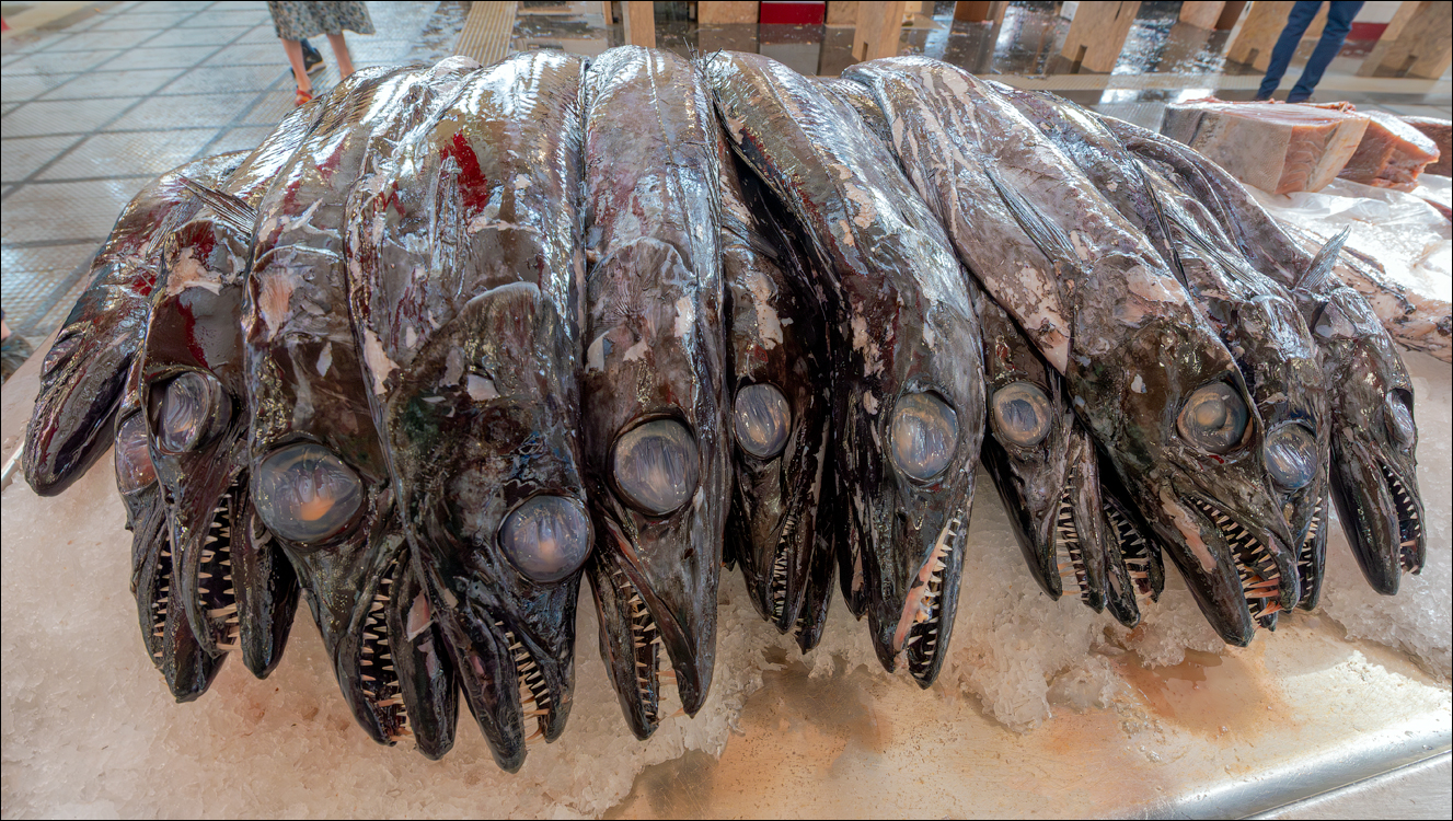 Madeira 24dec2024 08jan2025 152 00