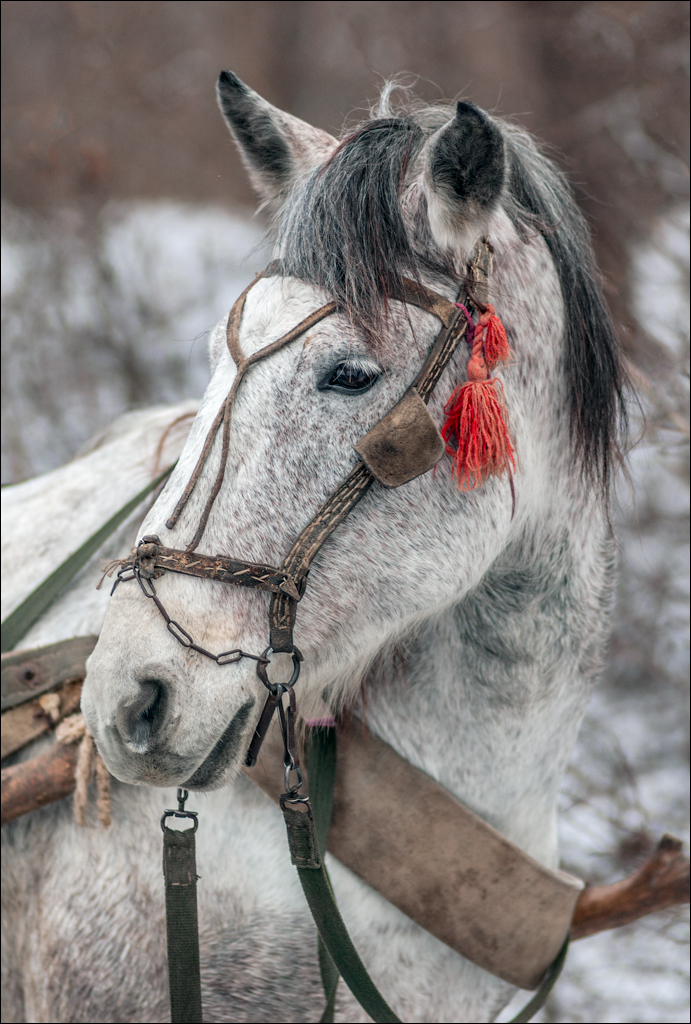 PadureaDomniasca Dec2005 000