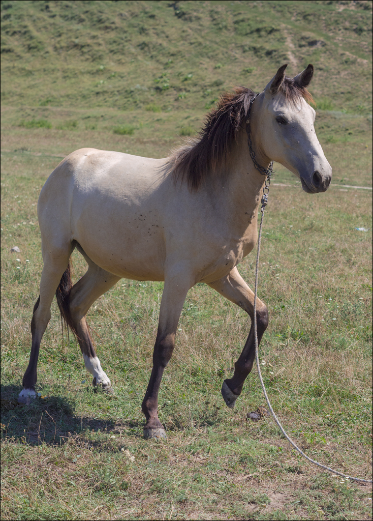 Sanatauca Racovat 201808011025