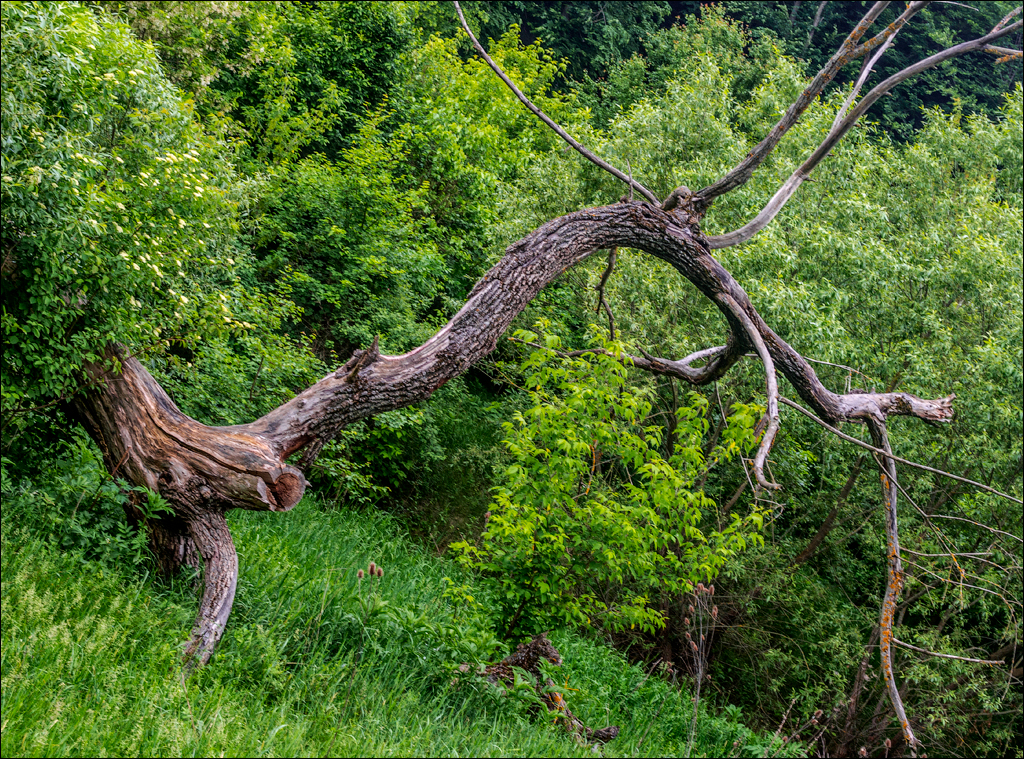 VadulRascov Socola 20180519006