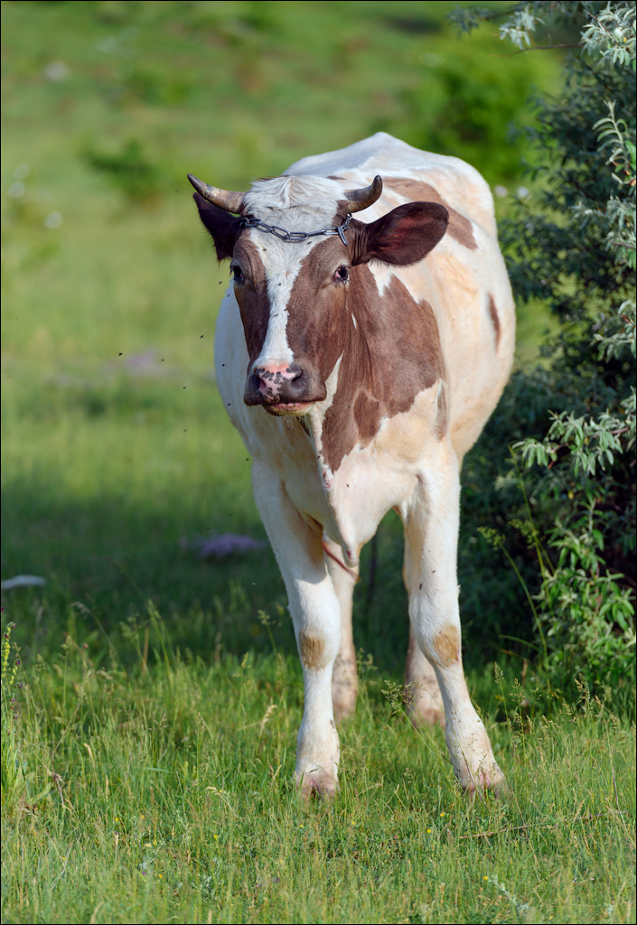 VadulRascov Socola 20180519038