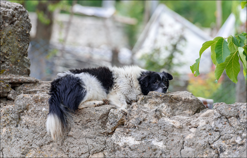 VadulRascov Socola 20180519165