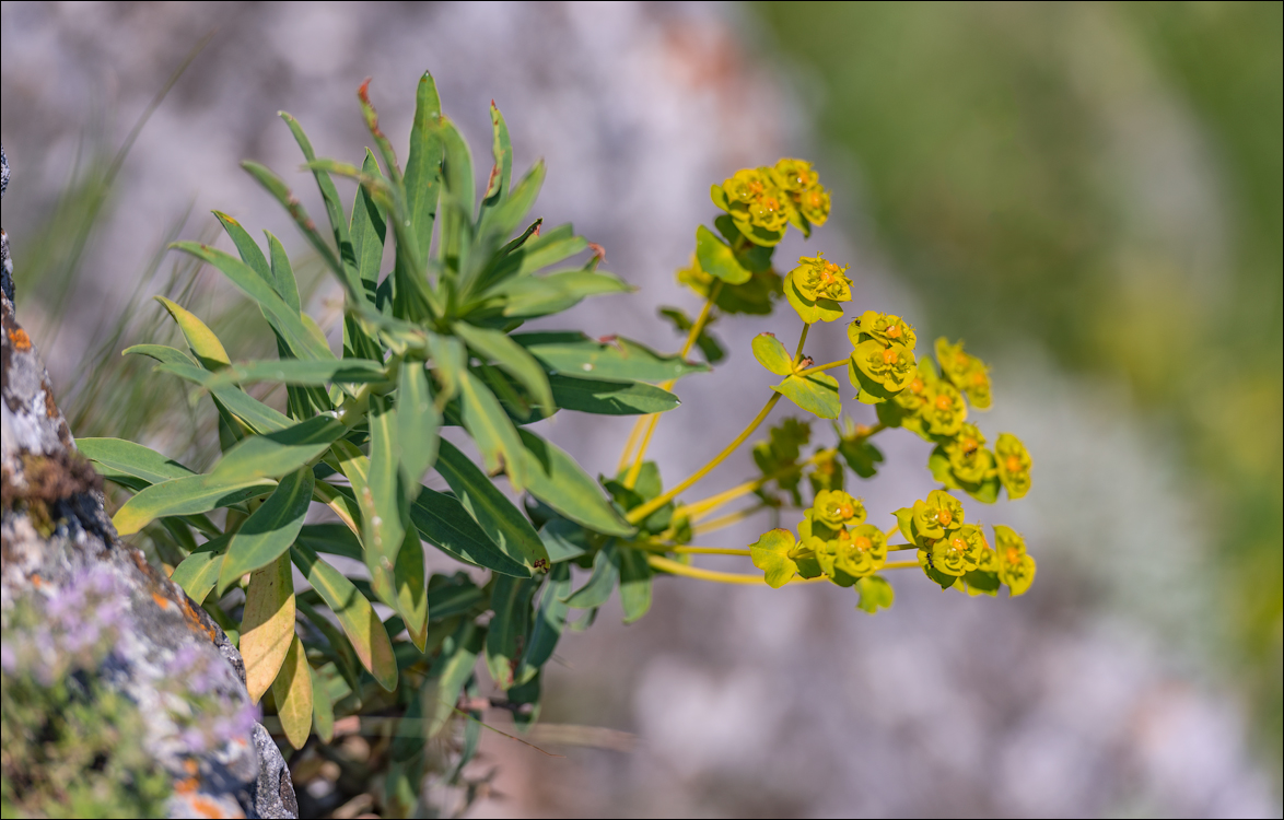 Costesti Duruitoarea PadureaDomn 20190427120