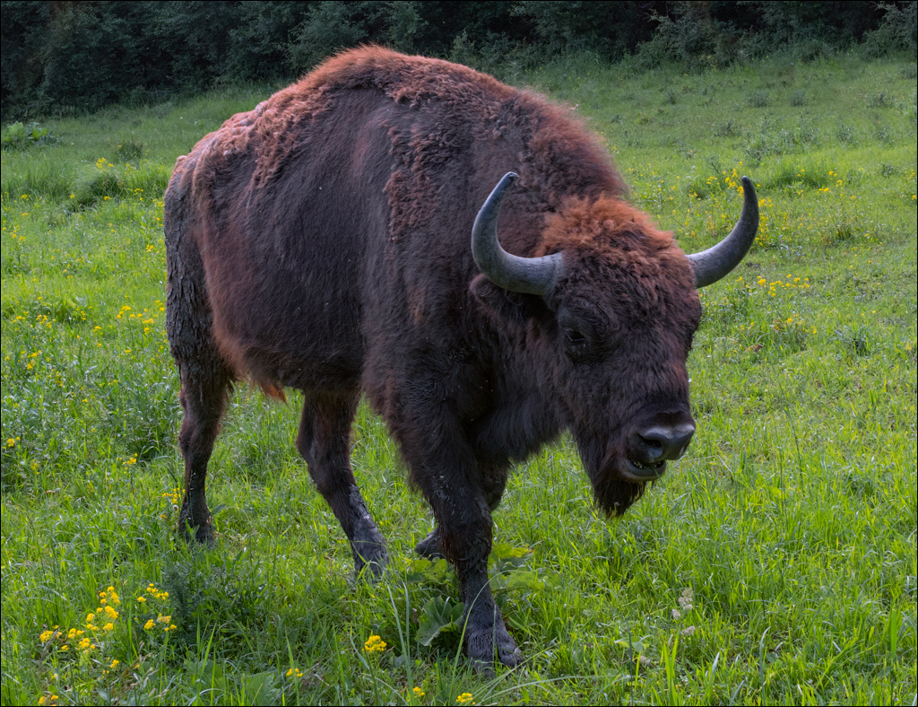 Costesti Duruitoarea PadureaDomn 20190427152