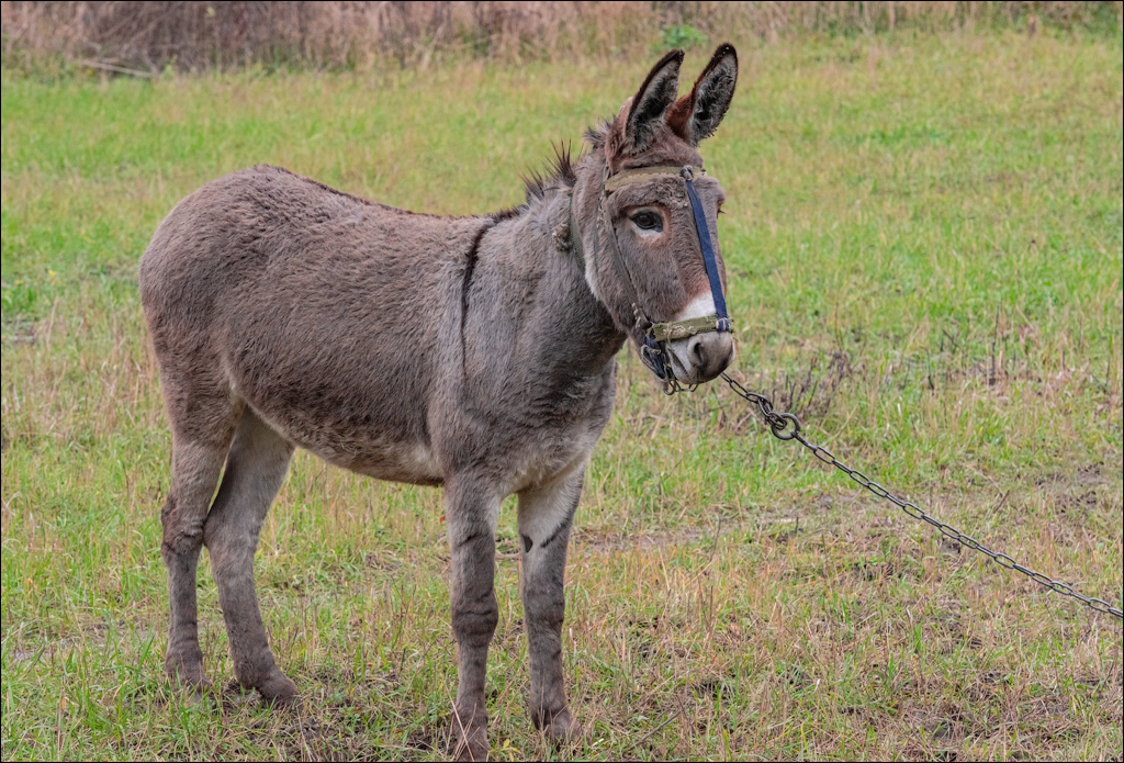 Naslavcea Taul Mindic 20201121 153