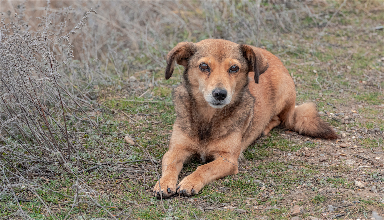Rogi Dubosari Pohrebea 29122019 135