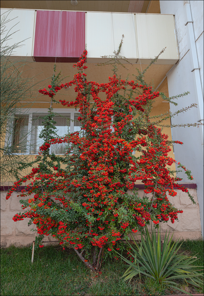 Rogi Dubosari Pohrebea 29122019 151