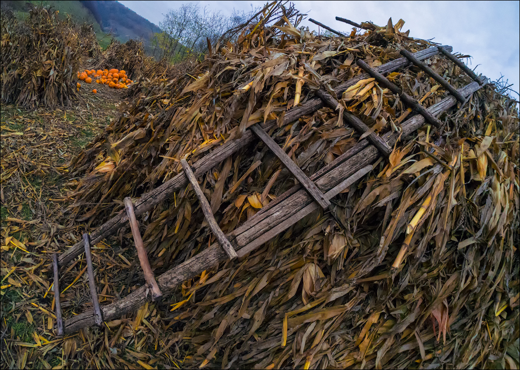 Brinzeni Trinca 20171110036