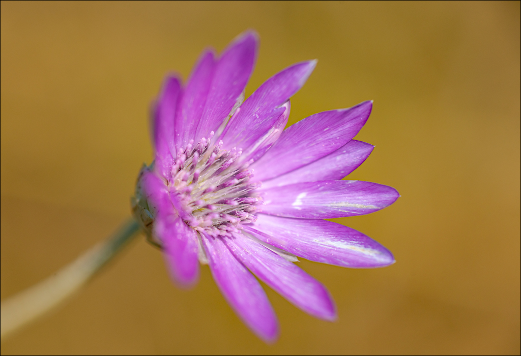 Tipova Zvezdopad 20160813 154
