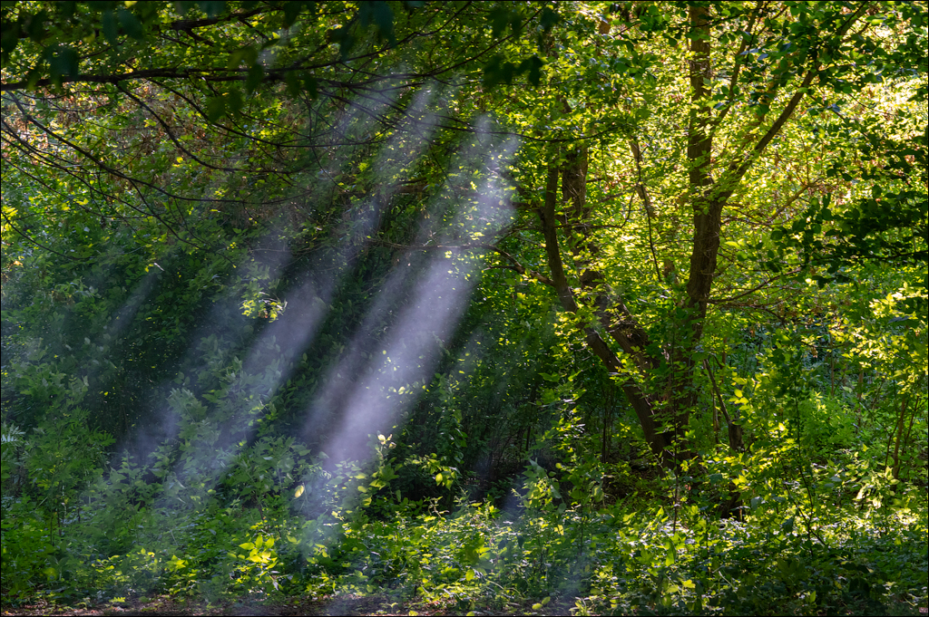 Tipova Zvezdopad 20160813 226