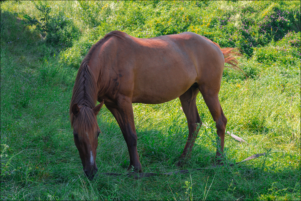Bahmut Vererita Sinesti Cornesti 10 11jul2021 136