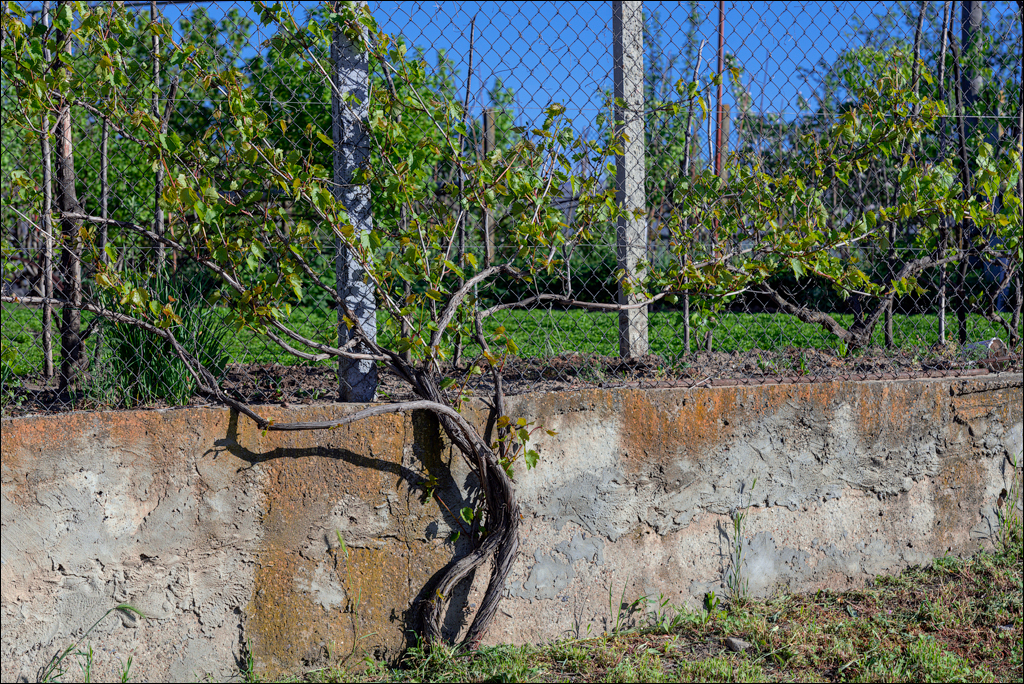 GuraBicului Dragalina 20210515 102