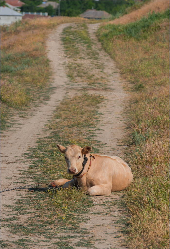 Ordasei Cazanesti 20180610003