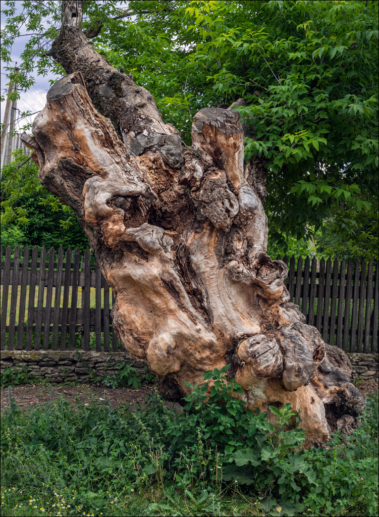 Ordasei Cazanesti 20180610047