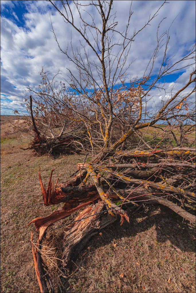 Rogojeni Domulgeni 28oct2023 145