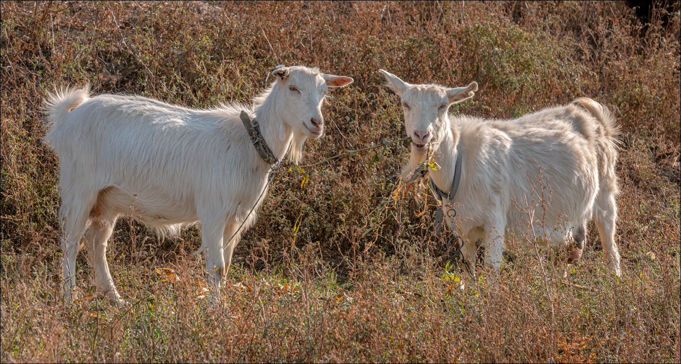 Rogojeni Tira Ghindesti 28122019 164