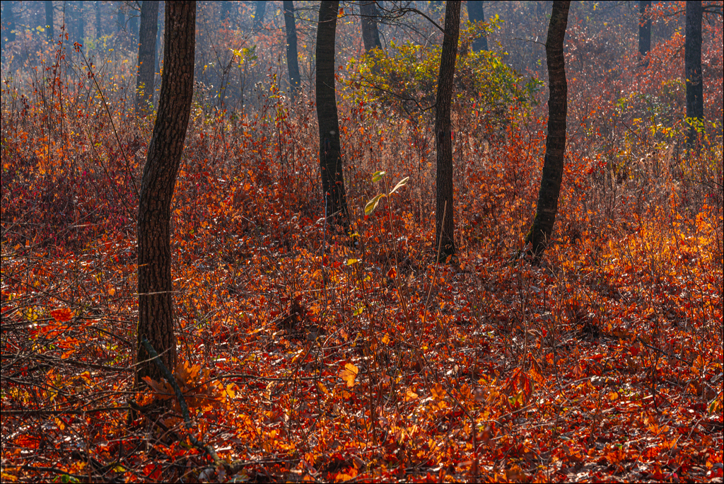 Trinca Gordinesti 29 30oct2021 169
