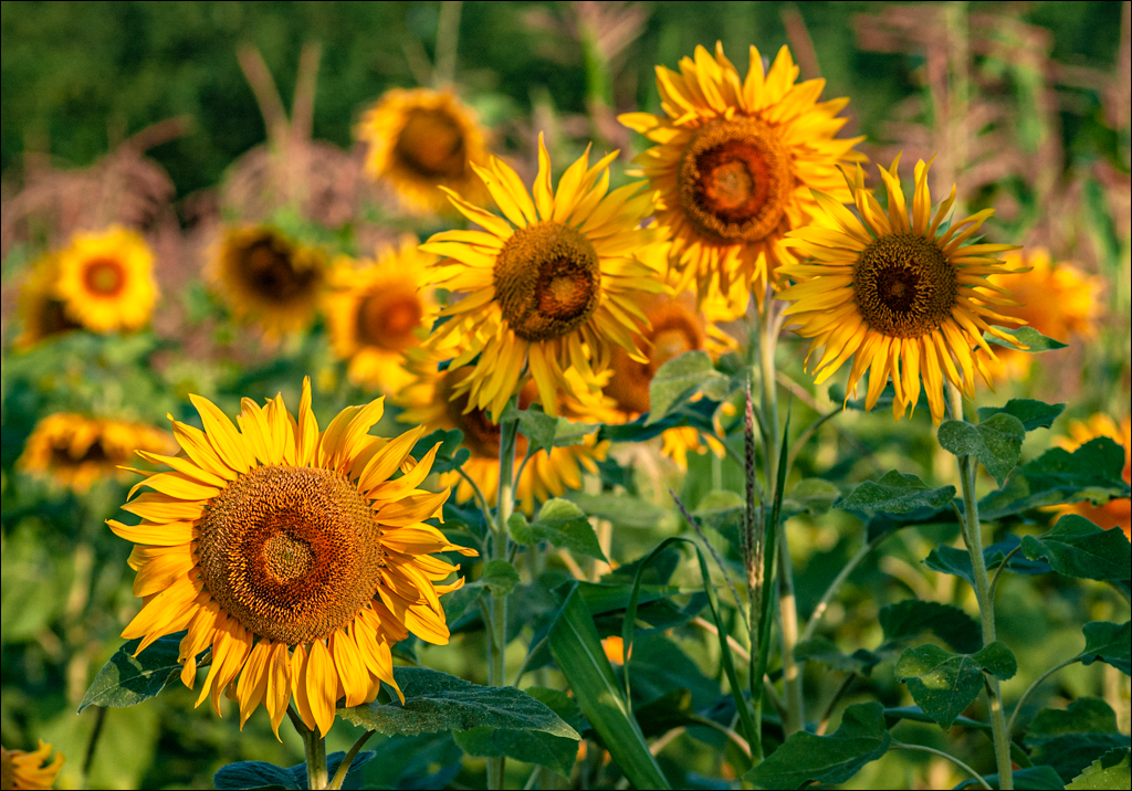 Burlanesti 20052006 153