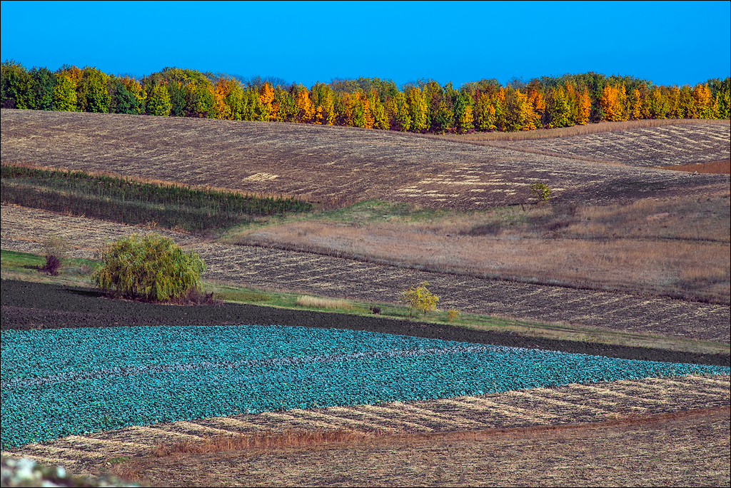 Corjeuti Fetesti 20172016122627